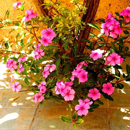 Papafotis & Apart-hotel Alinda (Leros)