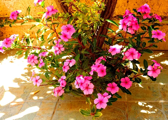 Papafotis & Apart-hotel Alinda (Leros)